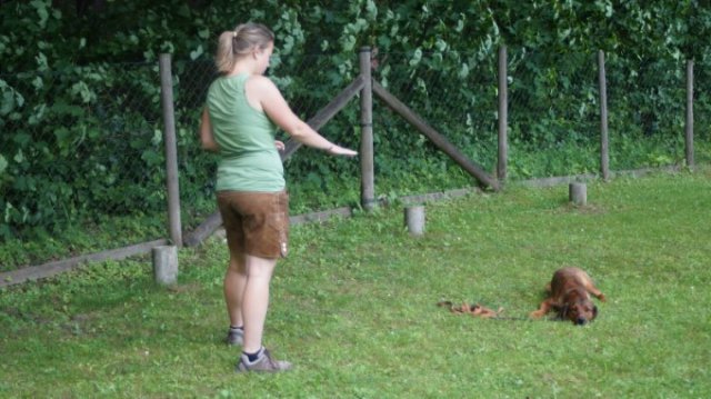 Hundeausbildung 